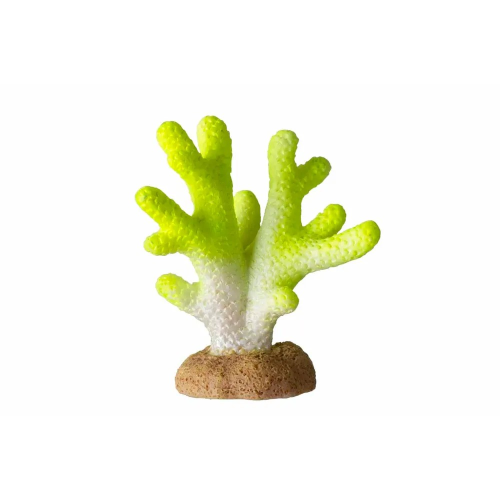 Koral Lime 