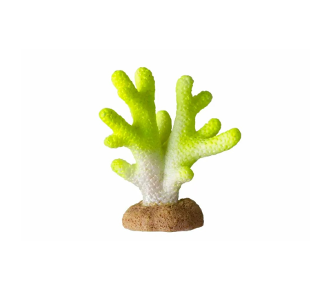 Koral Lime 