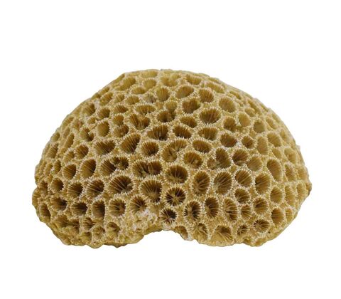 Akvariedekoration CORAL