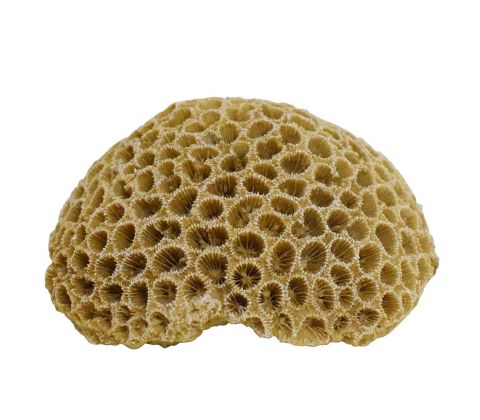 Akvariedekoration CORAL