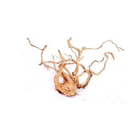 Desert Root XL (60-80 cm.)