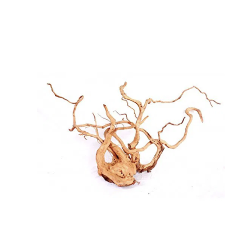 Desert Root XL (60-80 cm.)