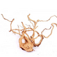 Desert Root XL (60-80 cm.)