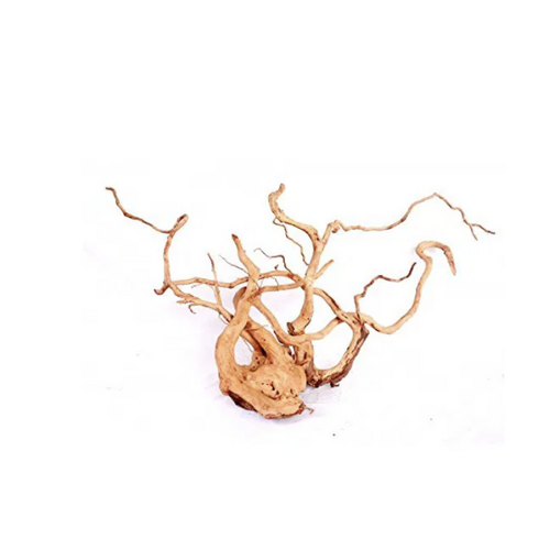 Desert Root XL (60-80 cm.)