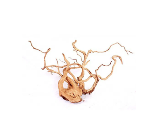 Desert Root XL (60-80 cm.)