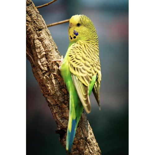 Undulat - Melopsittacus undulatus