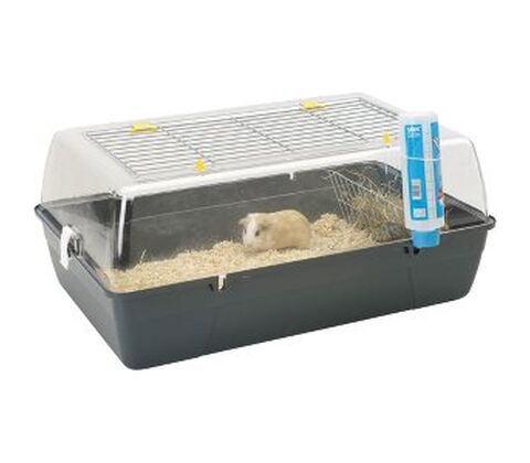 Gnaverbur Rody cavia