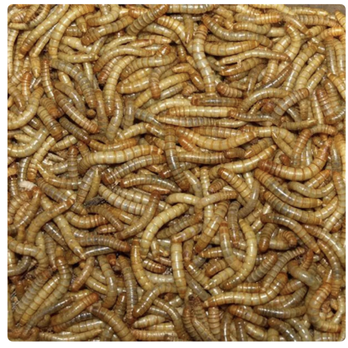 PetTime Tørret Melorm 1 kg.