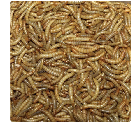 PetTime Tørret Melorm 1 kg.