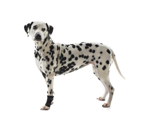 KRUUSE REHAB CARPAL PROTECTOR STR. M