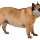 Muzzle for short-nosed breeds, polyester, XS–S: 23 cm, grey