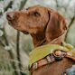Orbiloc Dog Dual Amber