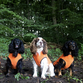 Pro-tect pro medium dogs size 4