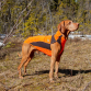 Back on Track Eddie high visibility jumper orange