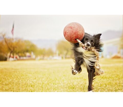 Jolly Pets Tug-N-Toss rød Medium