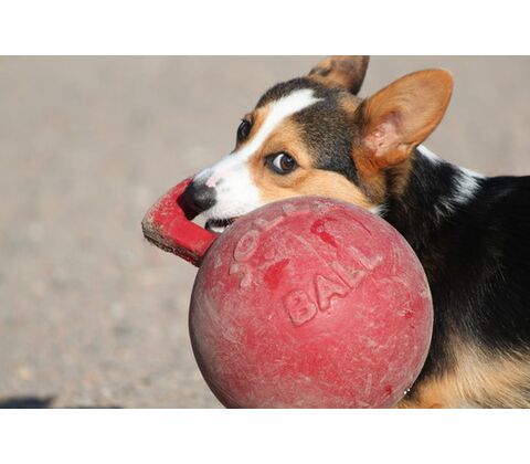 Jolly Pets Tug-N-Toss rød Medium
