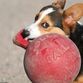 Jolly Pets Tug-N-Toss rød Medium