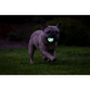 Chuckit! Air Glow Fetch Ball(2-pack)