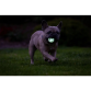 Chuckit! Air Glow Fetch Ball(2-pack)