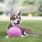 Jolly Ball Bounce-n Play 15cm Pink Bubble Gum