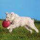 Frisbee i Naturgummi - kan flyde