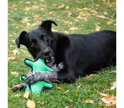 Kong Ballistic Alligator M/l 34,5x18x7,5cm