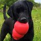 KONG Bounzer