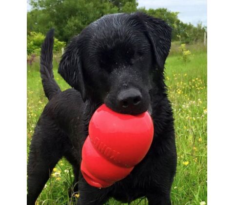 KONG Bounzer