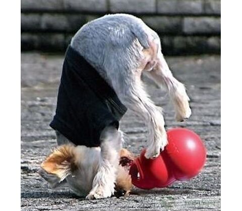KONG Bounzer