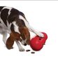 Kong Wobbler Large