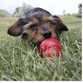 Kong Easy Treat Cheddar Cheese 