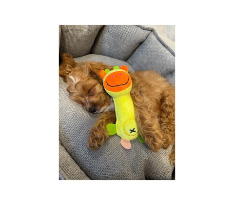 Nordic Paws Legetøj Langhals Rådyr, 17cm