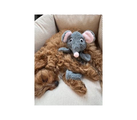 Nordic Paws Legetøj Knitre Mus, 20cm