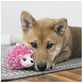 Kong Comfort Hedgehug Puppy Xs 6x6x10