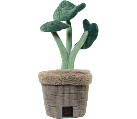 B&B Pawtanic Garden Plante