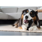 Zs Chewchasers Treat Peanut L 14cm