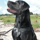 Freedog Walker Antitræksele