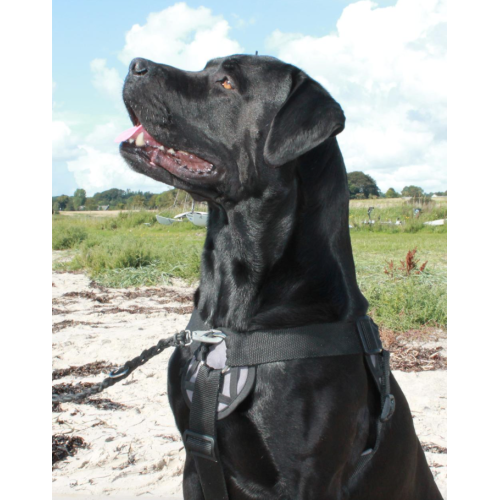 Freedog Walker Antitræksele