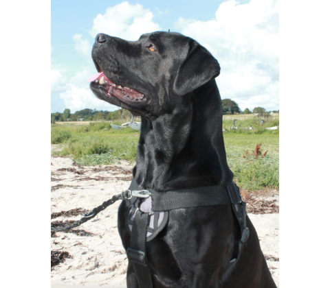 Freedog Walker Antitræksele