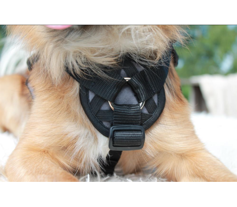 Freedog Walker Antitræksele