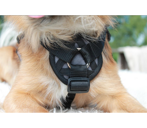 Freedog Walker Antitræksele
