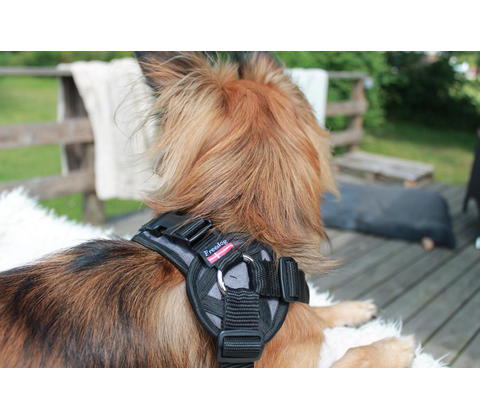 Freedog Walker Antitræksele