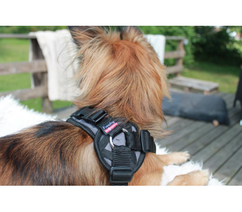 Freedog Walker Antitræksele