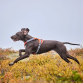 Hurtta Rover Harness Raven/sort