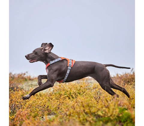 Hurtta Rover Harness Cinnamon