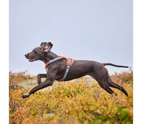 Hurtta Rover Harness Raven/sort