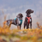 Hurtta Rover Harness Raven/sort