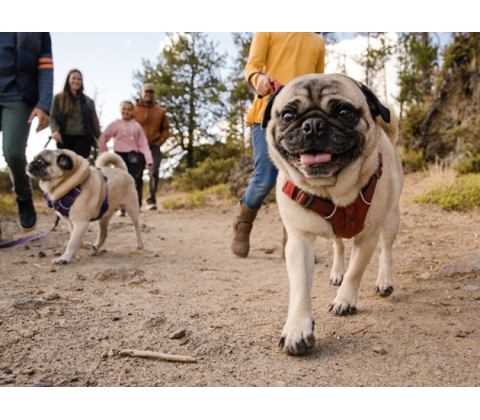 Ruffwear Front Ranger Sele Rød Ler