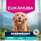 Overweight/Sterilized