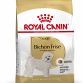 Bichon Frise